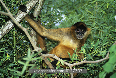 MONKEY, CENTRAL AMERICAN SPIDER: (Ateles geoffroyi panamensis)  Panama, Portrait of Central American Spider monkey.