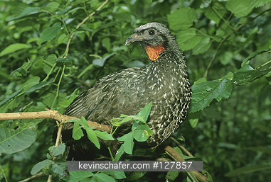 GUAN, DUSKY-LEGGED: (Penelope obscura)  Brazil, Iguacu National Park, Portrait of a dusky-legged guan.