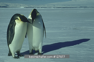 PENGUINS, EMPEROR: (Aptenodytes forsteri) courting pair, ice edge, McMurdo Sound, Antarctica.