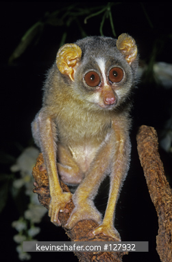 LORIS, SLENDER: (Loris tardigradus)  Southern India, Portrait of a slender loris. CAPTIVE ANIMAL