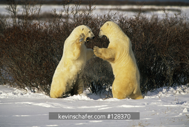 BEAR, POLAR: (Ursus maritimus) Play fighting polar bear males, Hudson Bay, Manitoba, Canada.