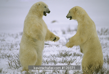 BEAR, POLAR: (Ursus maritimus) play-fighting males, Hudson Bay, Manitoba, Canada.