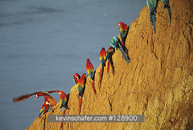 MACAWS/ PARROTS: SE Peru, Tambopata Reserve, Macaws and parrots at mineral lick (Ccollpa)