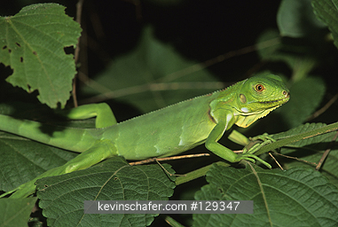 IGUANA, GREEN: (Iguana iguana)  Venezuela, Common iguanas are green when young for camouflage.