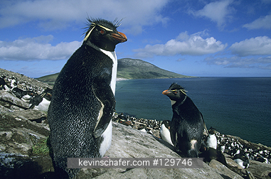 PENGUIN, ROCKHOPPER: (Eudyptes chrysocome)  Falkland islands, Group of rockhopper penguins on the rocks.