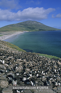 PENGUINS, ROCKHOPPER: (Eudyptes chrysocome) Falkland Islands, South Atlantic.