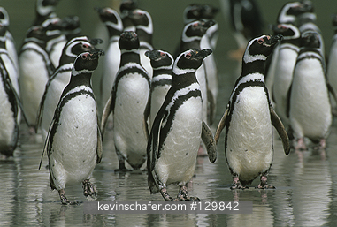 PENGUIN, MAGELLANIC: (Spheniscus magellanicus) Falkland Islands, Group of Magellanic penguins on shore.