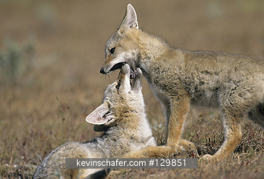 FOX, ARGENTINE GRAY: (Dusicyon griseus)  Chile, Torres del Paine National Park, Young Argentine gray foxes playing.  This fox is also known as a Patagonian fox.