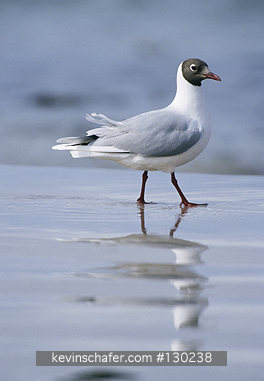 GULL, BROWN-HOODED: (Larus maculipennis)  Falkland Islands, Saunders Island, Bown-hooded gull walking in the surf.