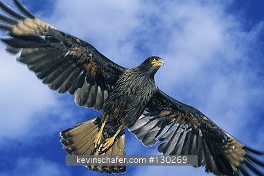 CARACARA, STRIATED: (Phalcoboenus australis) Falkland Islands, Portrait of a striated caracara in flight, also known as a Johnny Rook.