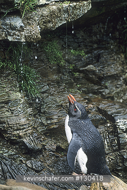 PENGUINS, ROCKHOPPER: (Eudyptes chrysocome)  Falkland Islands, Rockhopper penguin drinking at tiny waterfall in colony.