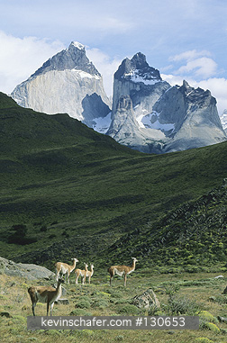 GUANACO: (Lama guanicoe)  Chile, Torres del Paine National park, Guanacos below cuernos.
