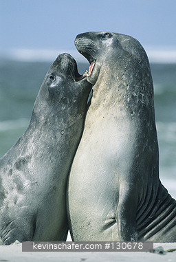 SEAL, SOUTHERN ELEPHANT: (Mirounga leonina)  Falkland Islands, Sparring young.