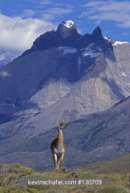 GUANACO: (Lama guanicoe) With Cuernos behind, Torres Del Paine National Park, Chile.