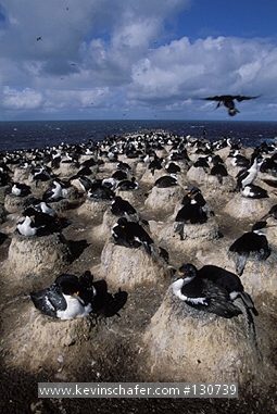CORMORANT, IMPERIAL: (Phalacrocorax atriceps)  Falkland Islands, Sea Lion Island, Nest colony of imperial or blue-eyed cormorants (Shags)