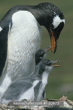 PENGUINS, GENTOO: (Pygoscelis papua)  Falkland Islands, Gentoo penguin feeding chick.