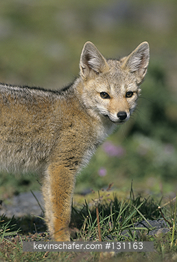 FOX, ARGENTINE GRAY: (Dusicyon griseus)  Chile, Torres del Paine National Park, Portrait of an Argentine gray fox, also known as a Patagonian fox.
