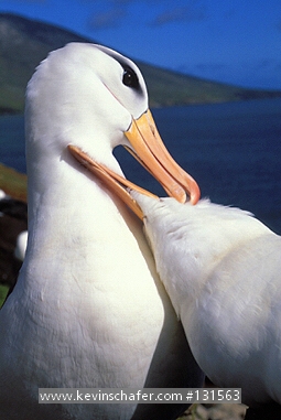 ALBATROSS, Black-browed: (Diomedea melanophris)  Falkland Islands, Two black-browed albatrosses engaged in courtship.
