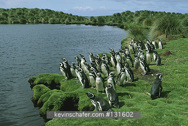 PENGUIN, MAGELLANIC: (Spheniscus magellanicus)  Falkland Islands, Sea Lion Island, Colony of magellanic penguins.