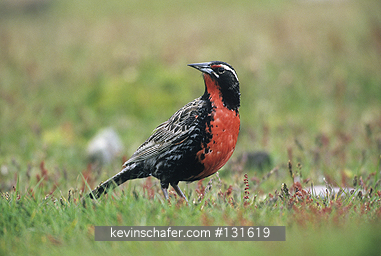 MEADOWLARK: (Sturnella loyca falklands) Long-tailed male in grass on Saunders Island, Falkland Islands.