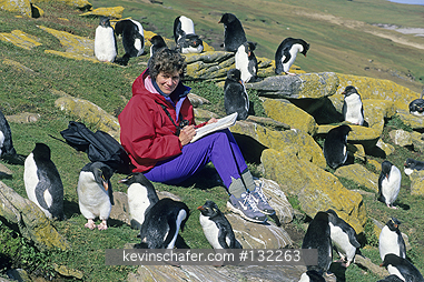 FALKLAND ISLANDS: Falkland Islands, Tourist with rockhopper penguins.