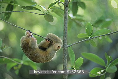 ANTEATER, SILKY (PYGMY): (Cyclopes didactylus) West Indies, Trinidad, Caroni Swamp, Sleeping wild silky anteater.