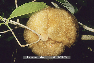 ANTEATER, SILKY (PYGMY): (Cyclopes didactylus) West Indies, Trinidad, Caroni Swamp, Sleeping wild silky anteater.