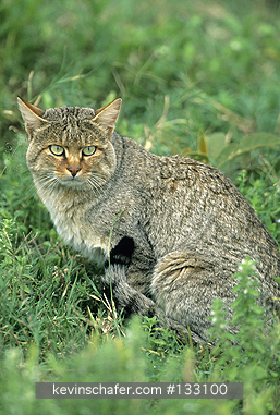 CAT, AFRICAN WILD: (Felis libyca) Tanzania, Serengeti National Park, Portrait of an African wild cat, the ancestor of the domestic cat.