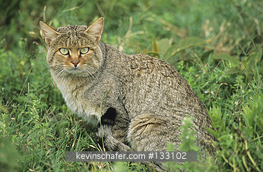 CAT, AFRICAN WILD: (Felis libyca) Tanzania, Serengeti National Park, Portrait of an African wild cat, the ancestor of the domestic cat.