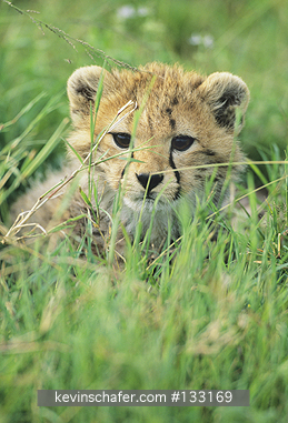 CHEETAH: (Acinonyx jubatus)  Tanzania, Serengeti National Park, Portrait of an endangered young cheetah.