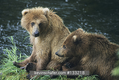 BEAR, BROWN: (Ursus arctos)  USA, Alaska, Katmai National Park, Brooks Falls,  Two brown bear cubs waiting for their mother.  Brown bears are also known as grizzly bears.