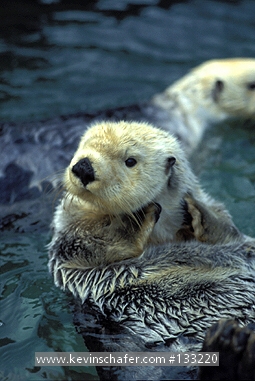 OTTER: (Enhydra lutris) Sea Otter swimming, captive.
