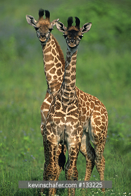 GIRAFFE, MASAI: (Giraffa camelopardalis)  Tanzania, Serengeti National Park, Family group of giraffes.