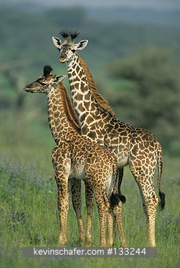 GIRAFFE, MASAI: (Giraffa camelopardalis)  Tanzania, Serengeti National Park, Family group of Masai giraffes.
