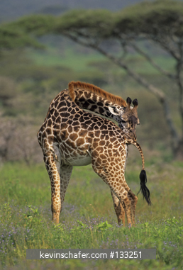 GIRAFFE, MASAI: (Giraffa camelopardalis) family group, Serengeti National Park, Tanzania.