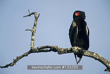EAGLE, BATELEUR: (Terathopius ecadatus)  Tanzania, Serengeti National Park, Adult Bateleur eagle on branch.
