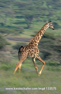 GIRAFFE, MASAI: (Giraffa camelpardalis) Kenya, Masai Mara Reserve, Giraffe running across the savanna.