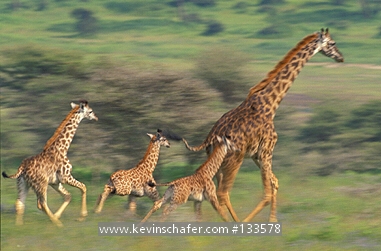 GIRAFFE: (Giraffa camelopardalis) Masai Giraffe running with babies, Serengeti National Park, Tanzania.