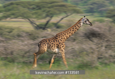 GIRAFFE, MASAI: (Giraffa camelopardalis) running, Serengeti National Park, Tanzania.
