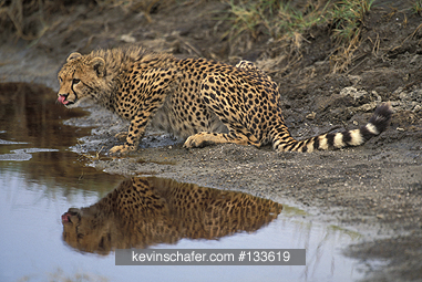 CHEETAH: (Acinonyx iubatus) Drinking water after a kill, Serengeti National Park, Tanzania.