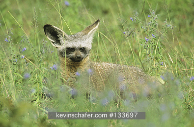 FOX: (Otocyon megalotis) Bat-eared, outside den, Serengeti National Park, Tanzania.