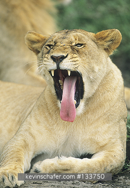 LION, AFRICAN: (Panthera leo) Tanzania, Serengeti National Park, Female lion yawning.