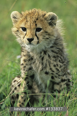 CHEETAH: (Acinonyx jubatus)  Tanzania, Serengeti National park, Portrait of a cheetah cub in the grass.