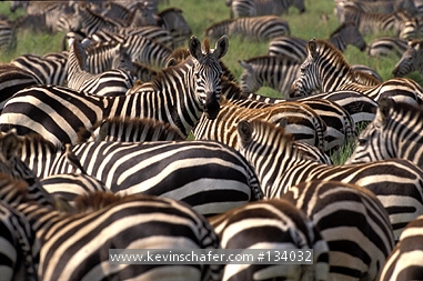ZEBRA, PLAINS: (Equus burchelli)  East Africa, Tanzania, Serengeti National Park, Migrating herd of Plains zebra.