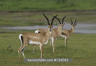 GAZELLE, GRANT: (Gazella granti)  Tanzania, Serengeti National Park, Males in the rain.