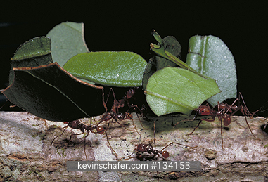  LEAF-CUTTER ANTS: (Atta sp.)  Costa Rica, Tortuguero National Park, Leaf-cutter ants carrying leaves.