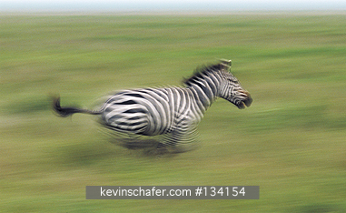 ZEBRA, PLAINS (BURCHELL): (Equus burchelli)   Tanzania, Serengeti National Park, Plains zebra
running in the plains.