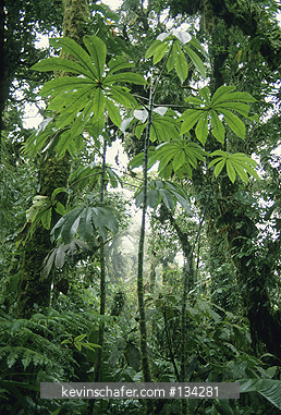 COSTA RICA: Monteverde Cloud Forest Reserve, mist along Continental Divide.