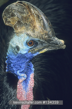 CASSOWARY, SOUTHERN: (Casuarius casuarius) ENDANGERED. Queensland, Australia. Portrait of a captive Southern cassowary.  Please note that this is a zoo animal with a deformed beak.  