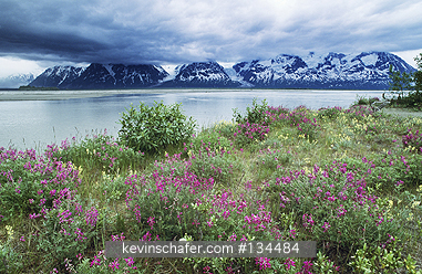 BRITISH COLUMBIA, TATSHENSHINI RIVER: Summer Wildflowers, Tatshenshini River, British Columbia
